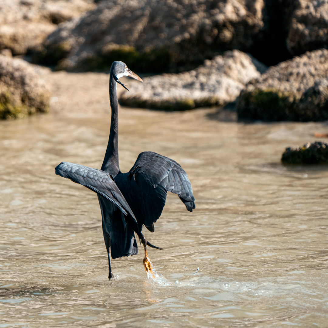 Dancing with the Heron