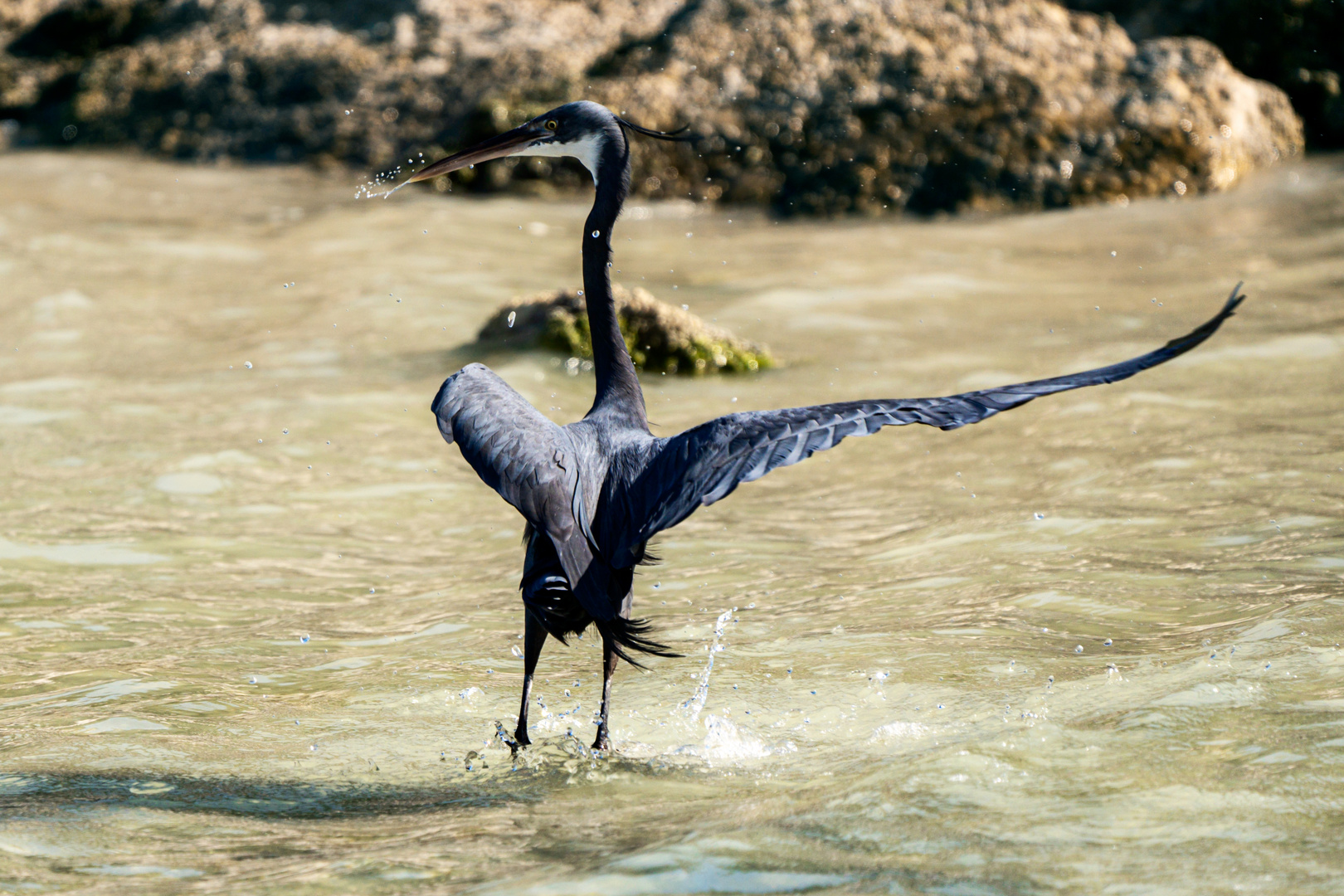 Dancing with the Heron