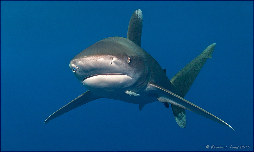 dancing with the shark