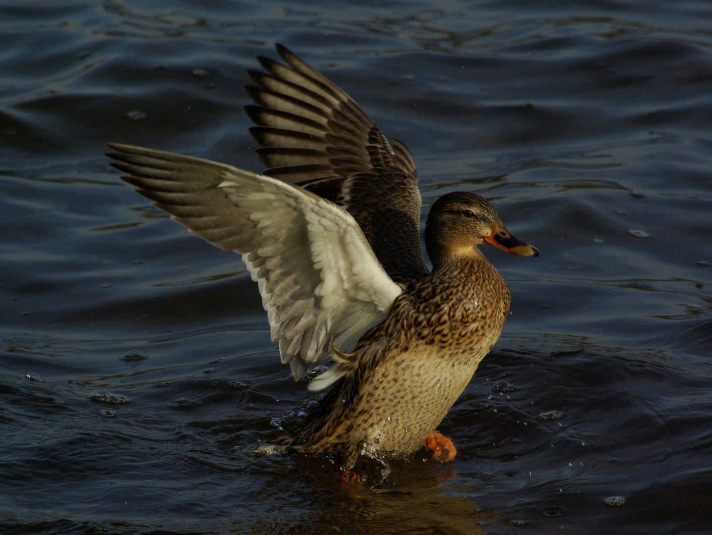 Dancing with the wings!