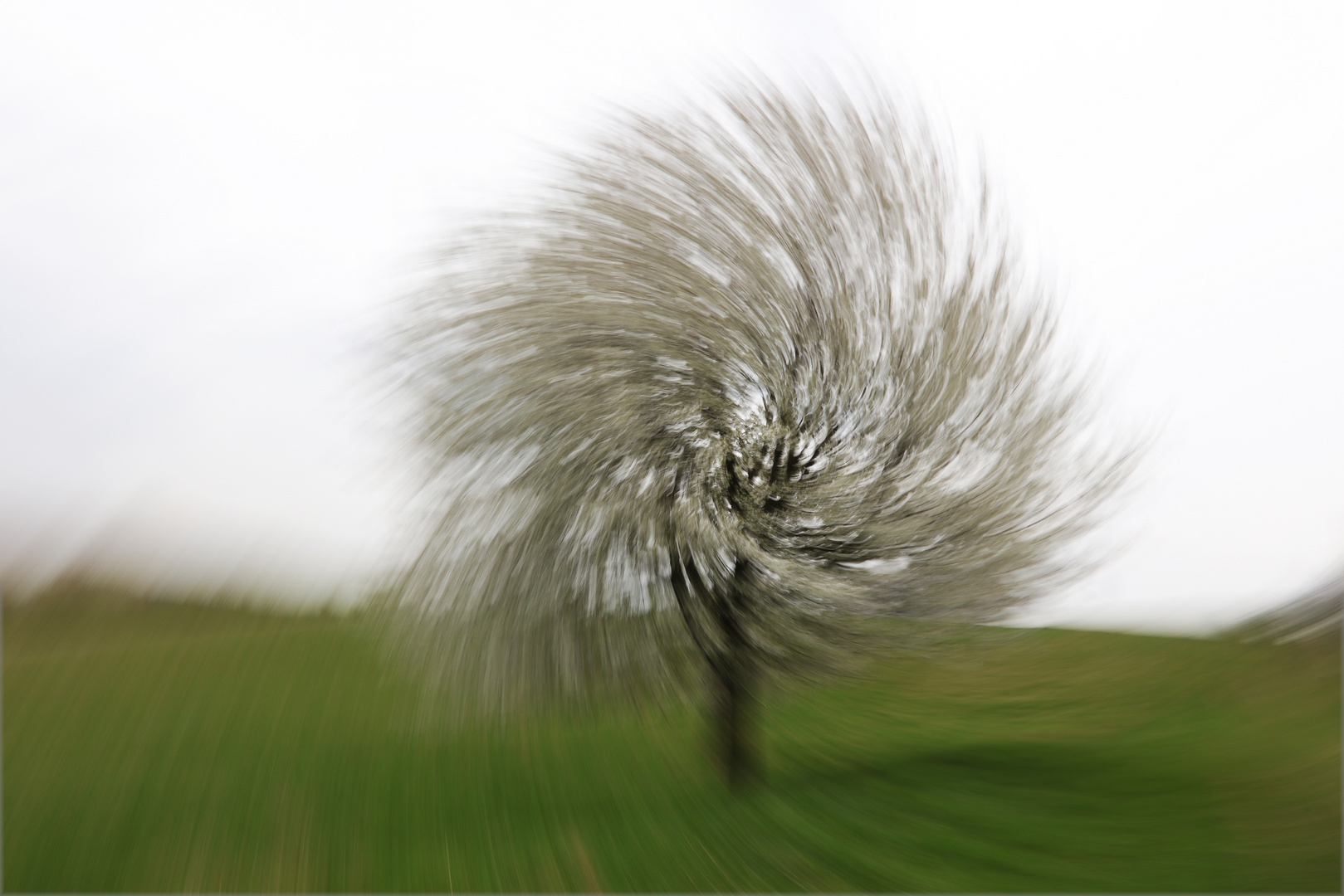 Dancing with white Flowertree