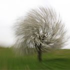 Dancing with white Flowertree