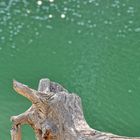 Dancing wood meets rock surfer