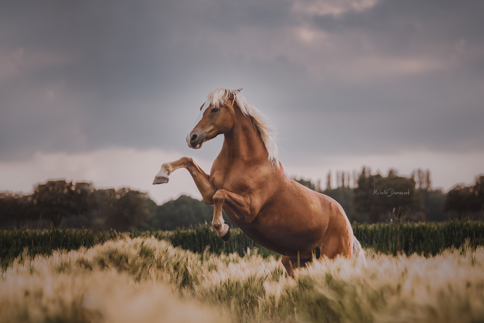 DancingHorse