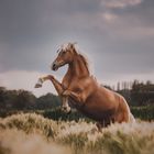 DancingHorse