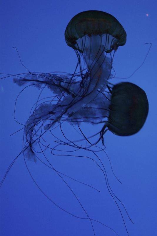 DancingJellyfish2