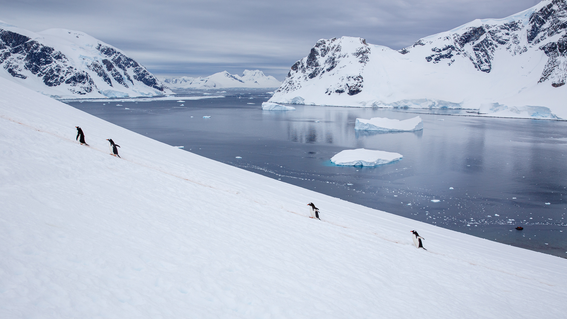 Danco Point (with penguins)