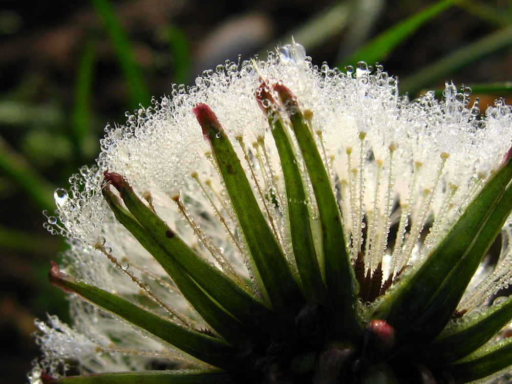 dandelion