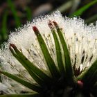 dandelion