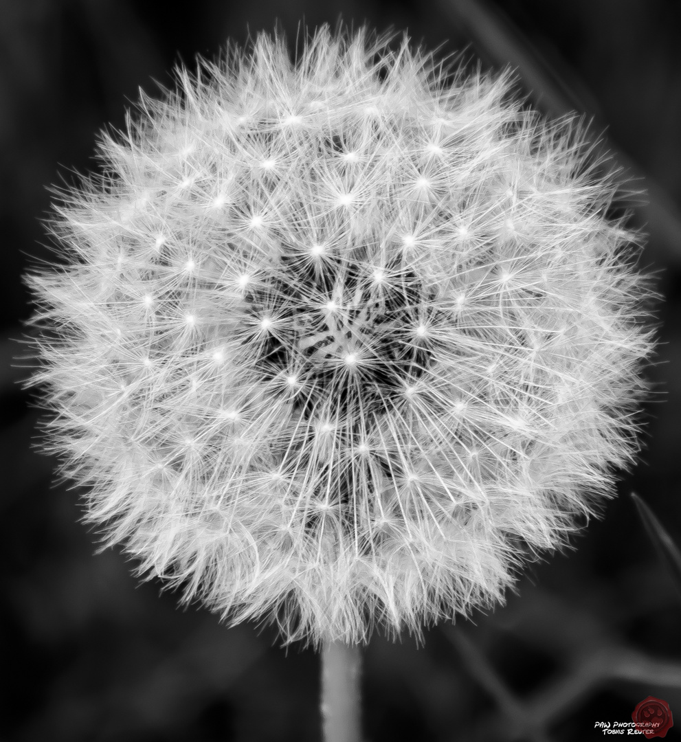 Dandelion (03.05.2014) - Black and white