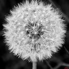 Dandelion (03.05.2014) - Black and white