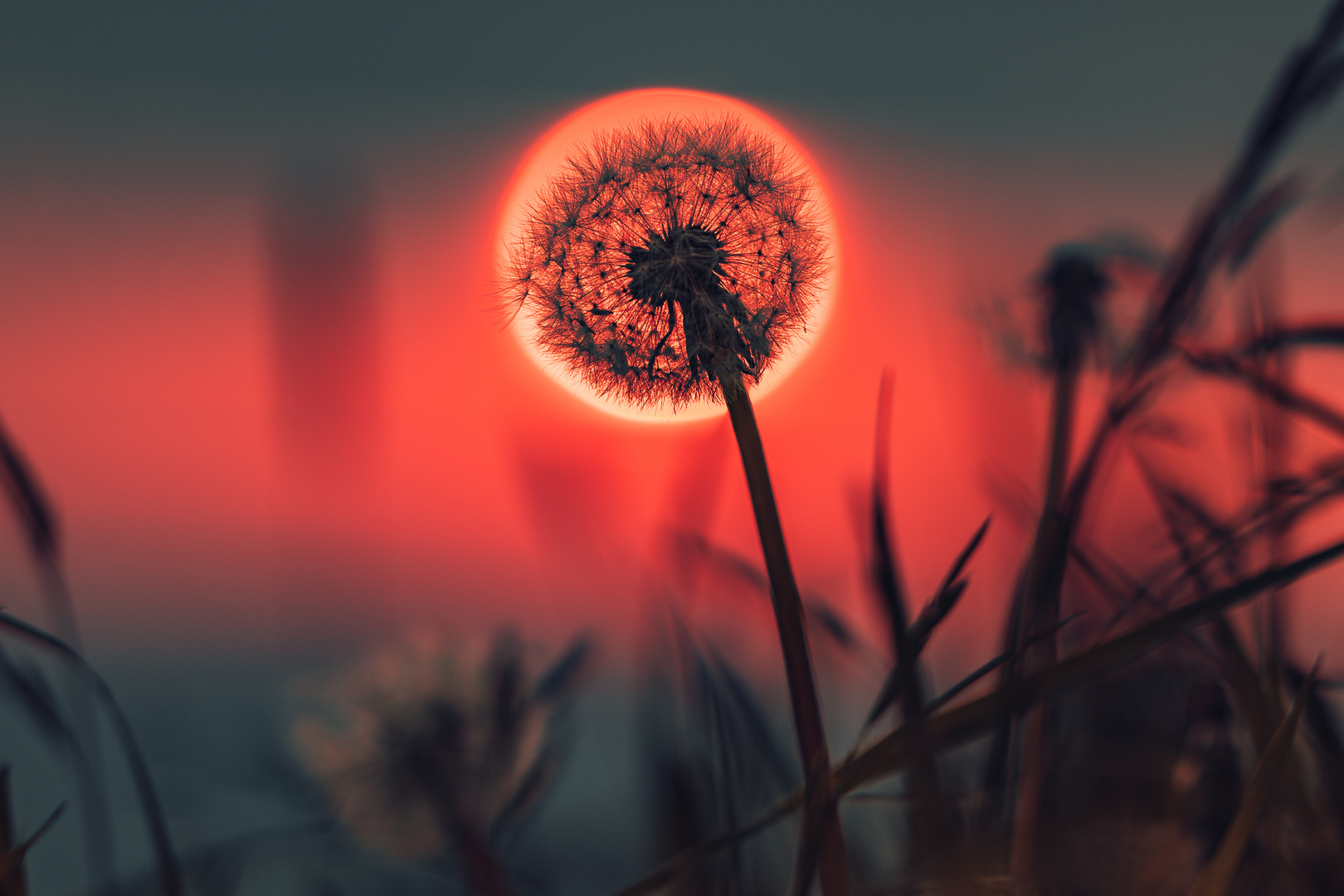 -dandelion-