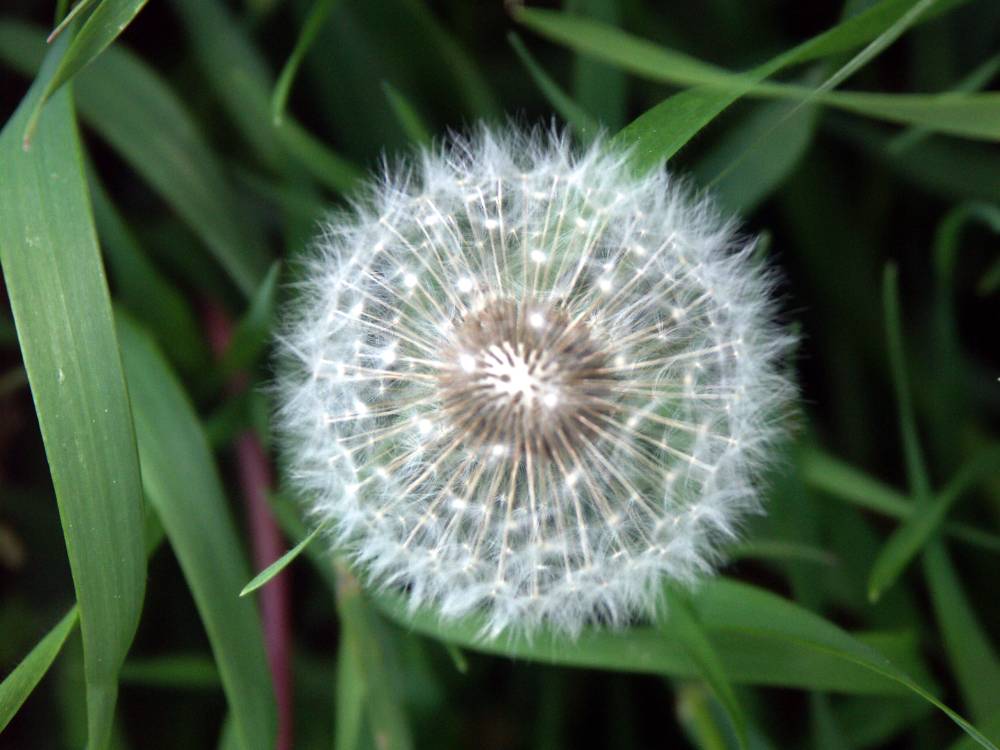 Dandelion