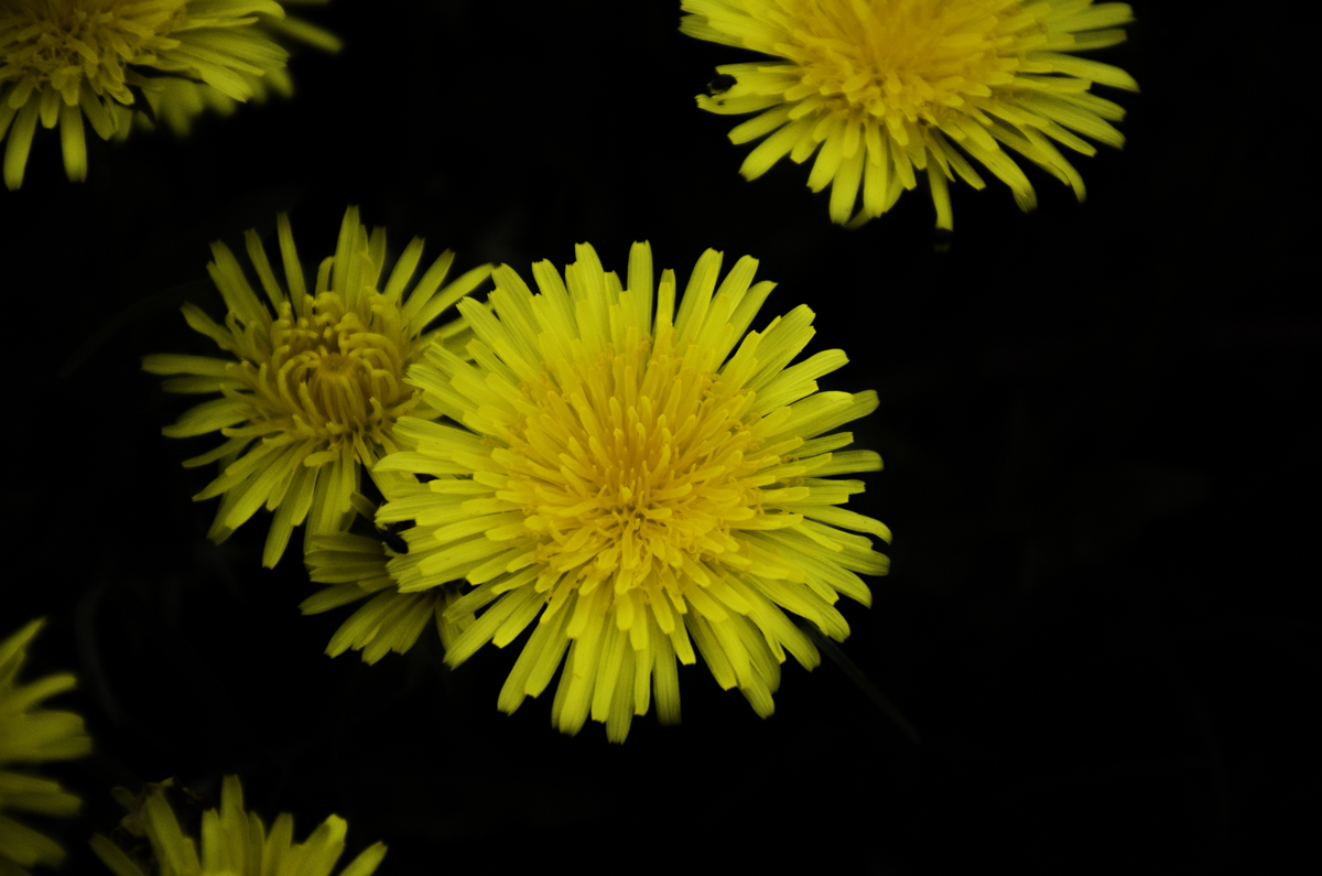 DANDELION