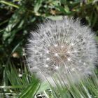 dandelion