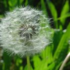 dandelion