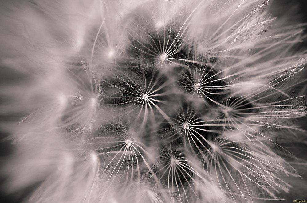 dandelion