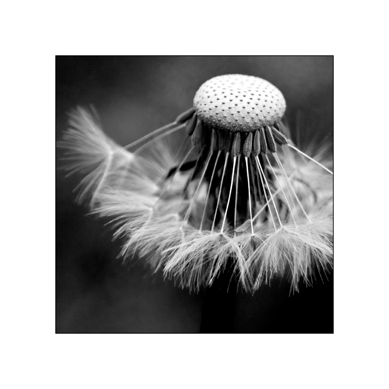 dandelion