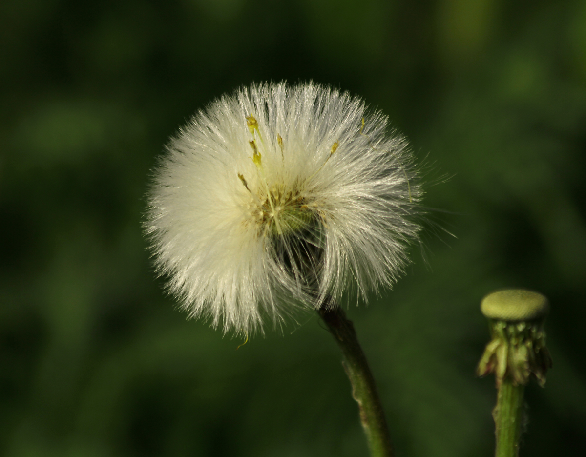 Dandelion