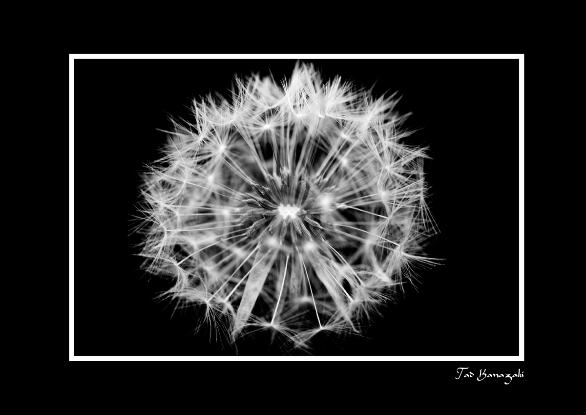 Dandelion-1