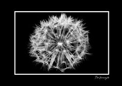 Dandelion-1