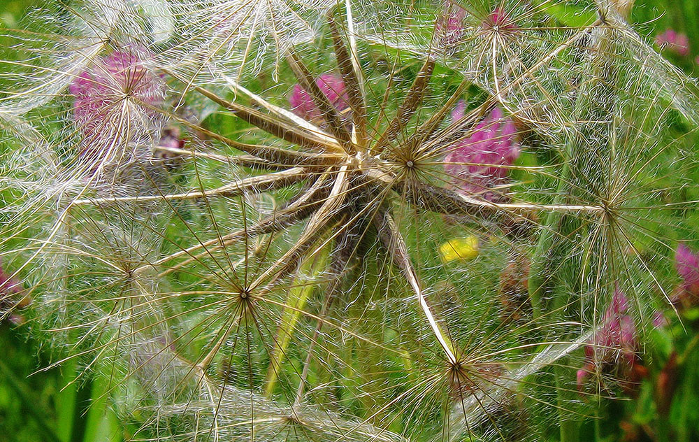 Dandelion 1