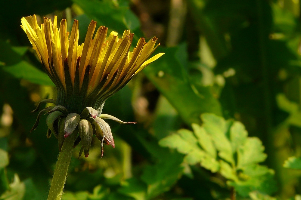 Dandelion (1)