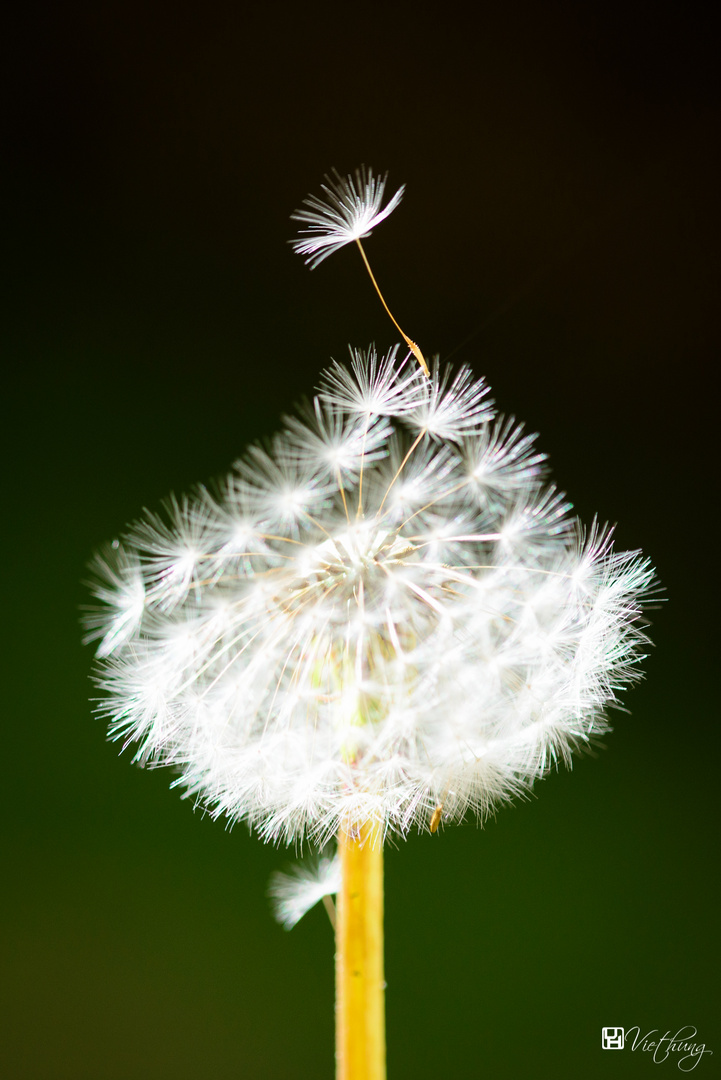 Dandelion #1