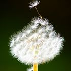 Dandelion #1