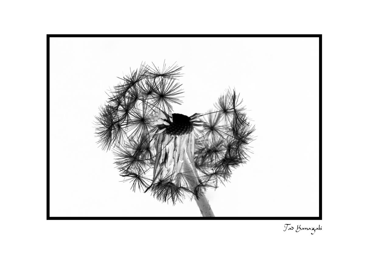 Dandelion-10[Inversion]