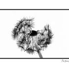 Dandelion-10[Inversion]