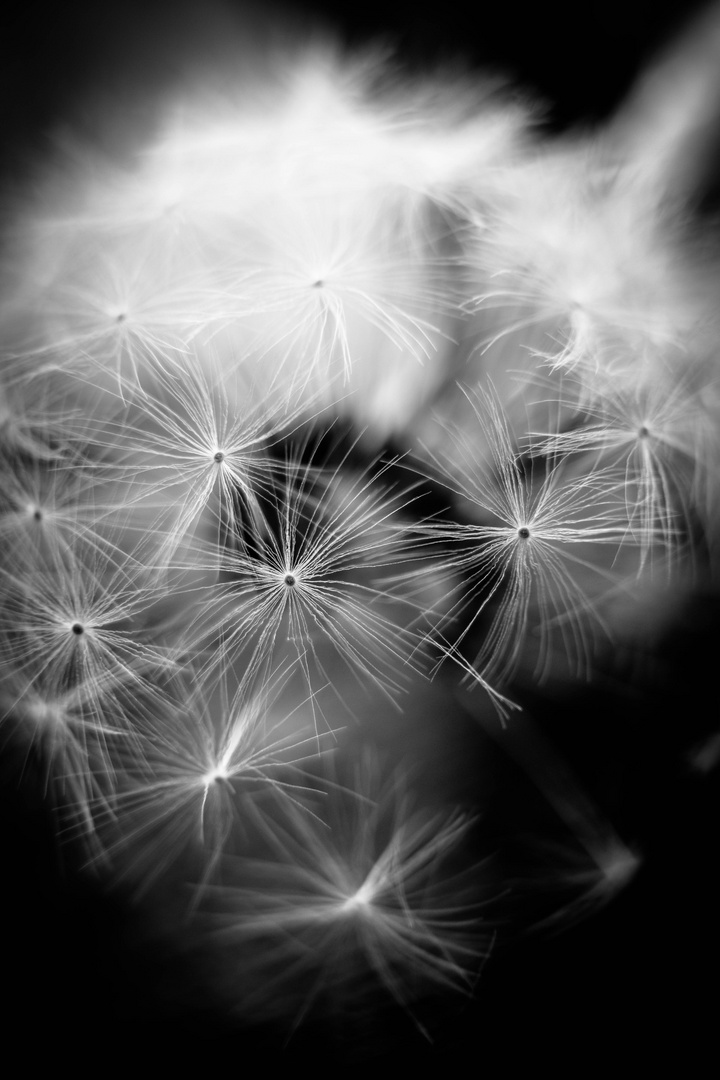 Dandelion