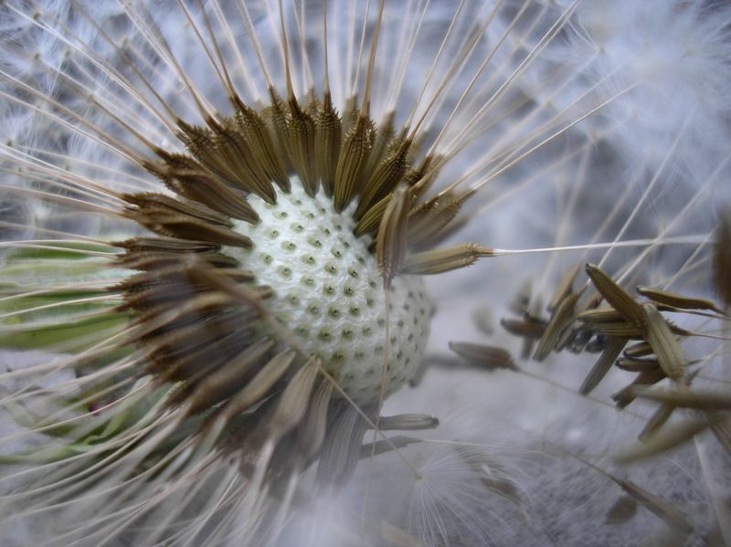 dandelion