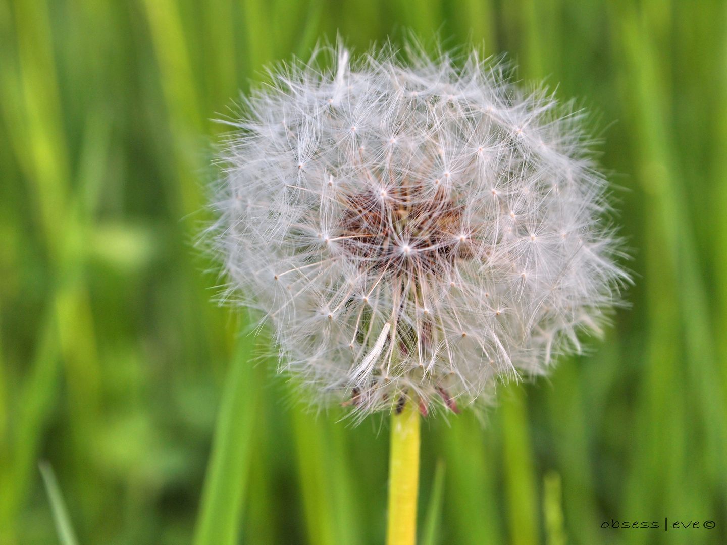 Dandelion²