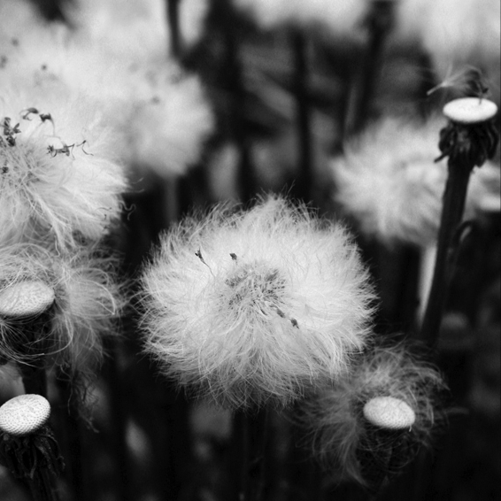 dandelion von bizarre art fotograf 