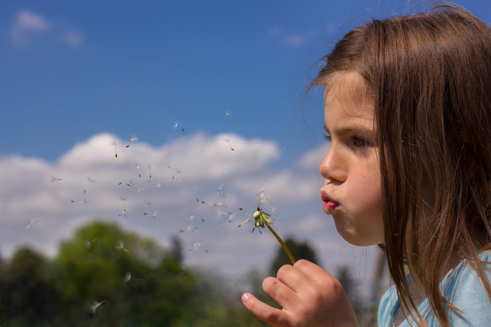 Dandelion