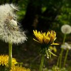 Dandelion (2)