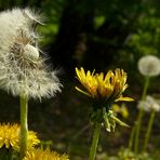 Dandelion (2)