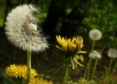 Dandelion (2)