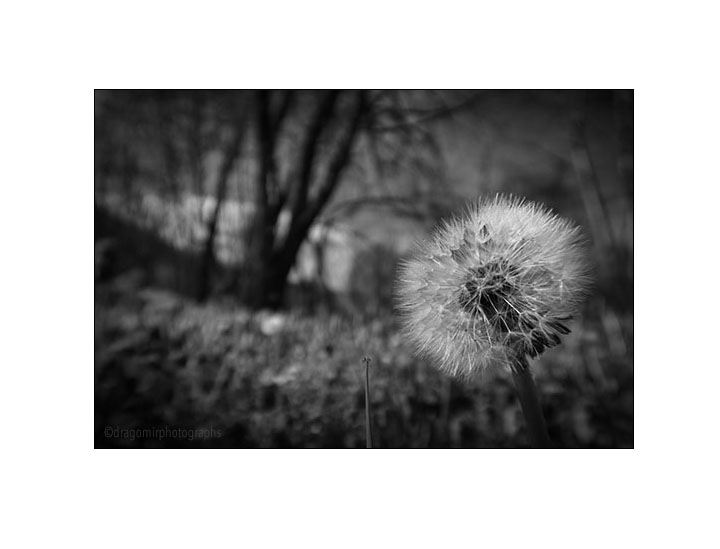 Dandelion 2