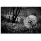 Dandelion 2