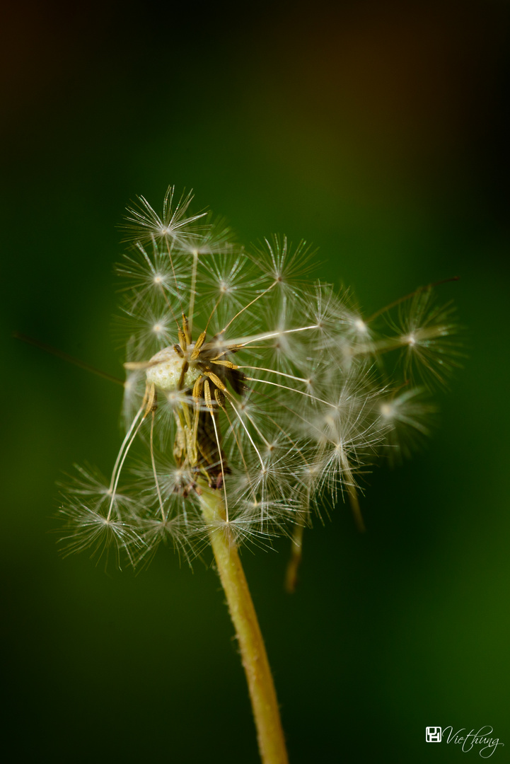 Dandelion #2