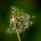 Dandelion #2