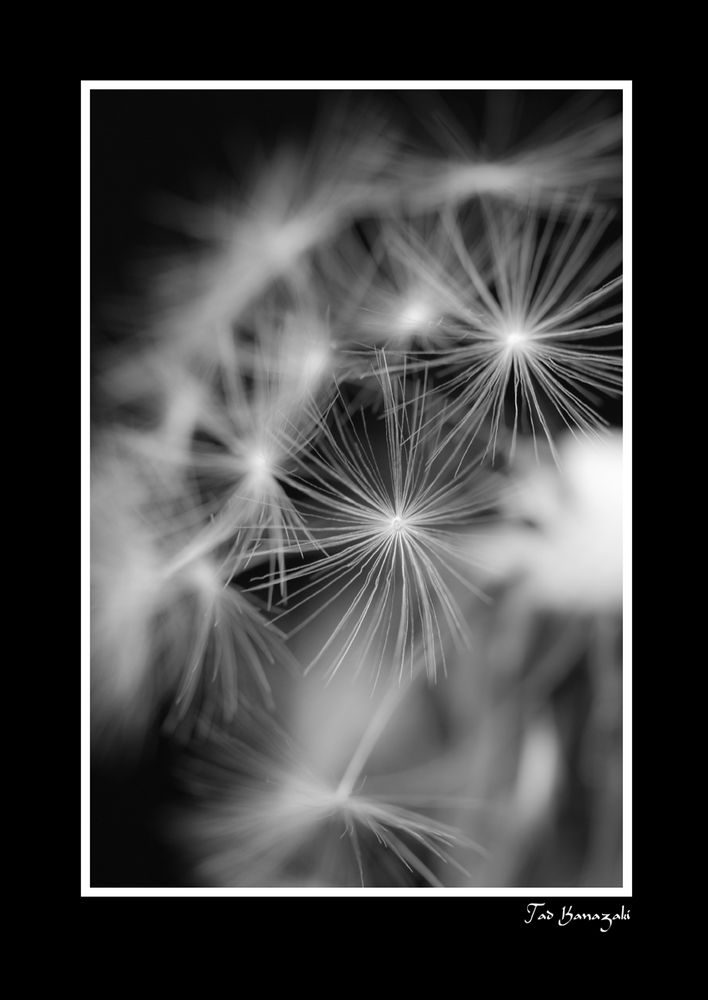 Dandelion-2