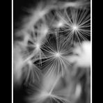 Dandelion-2