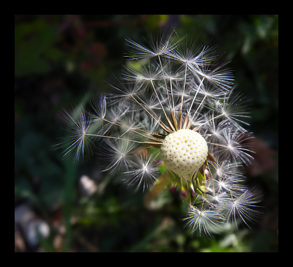 Dandelion 2