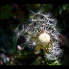 Dandelion 2