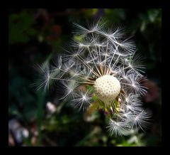 Dandelion 2