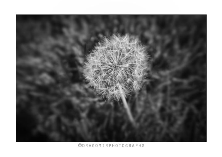 Dandelion 2