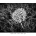 Dandelion 2